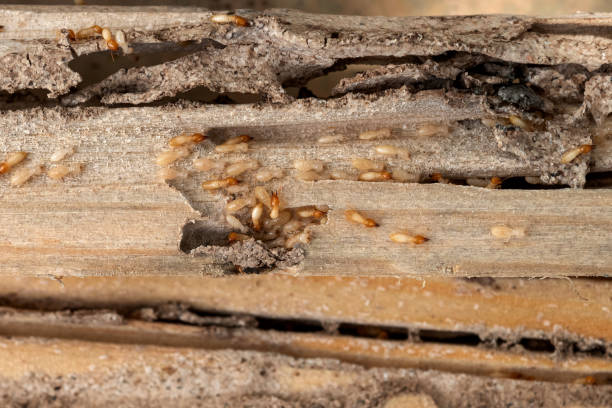 Best Local Pest Control Services  in Oberlin, OH